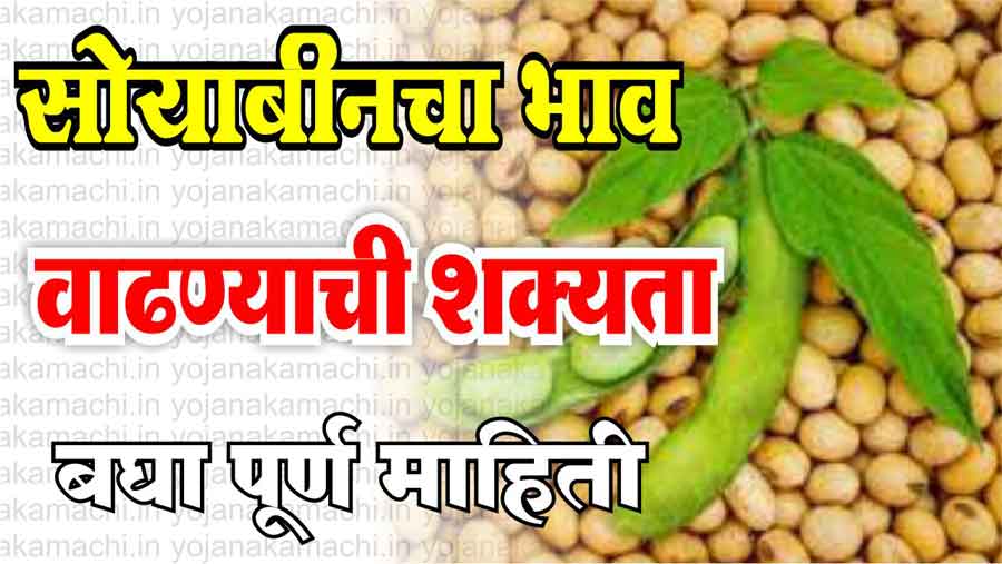 यंदा सोयाबीन बाजार भावात होणार 6300 रुपयांची वाढ पहा तज्ज्ञांचे मत soybean market price